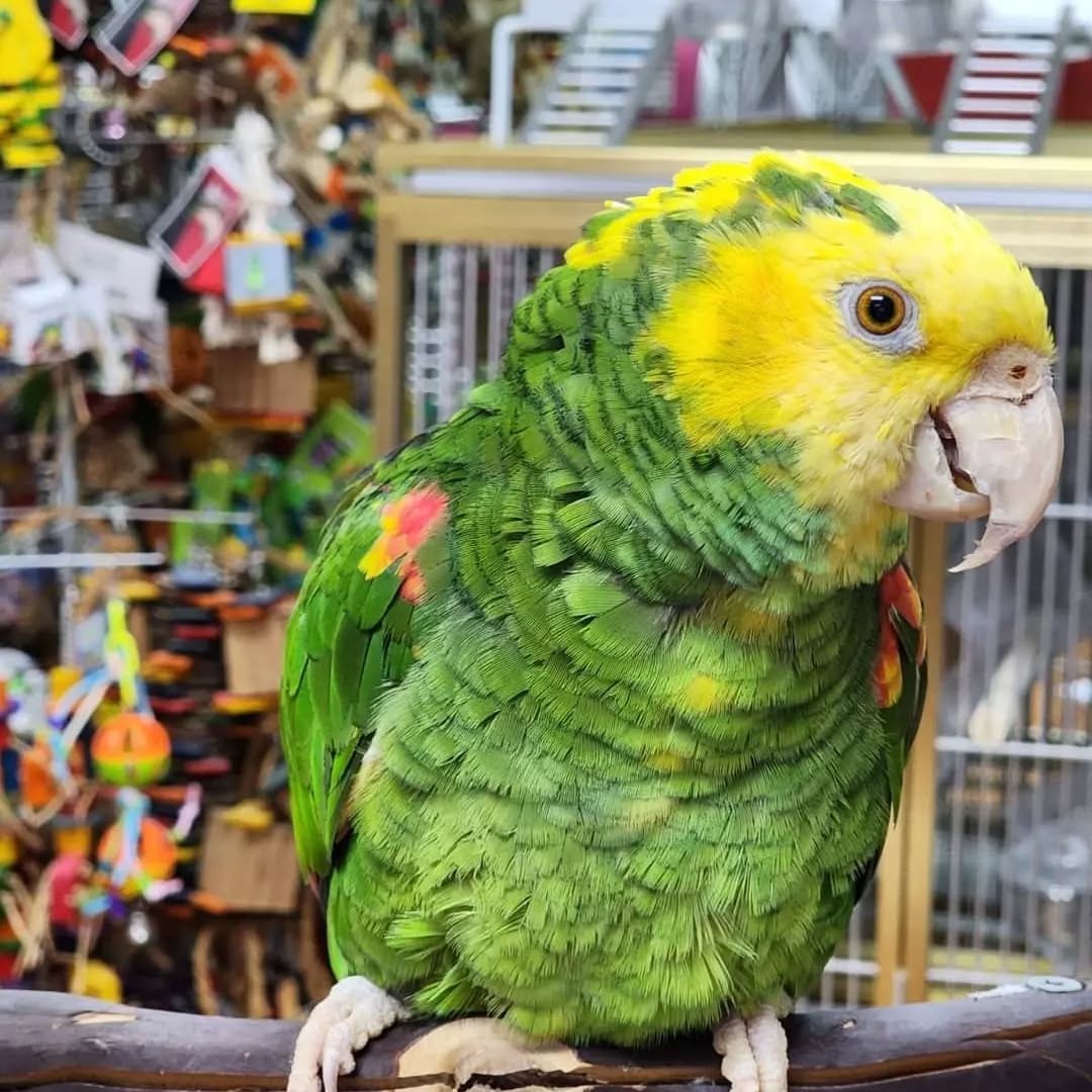 Macaw Parrot For Sale