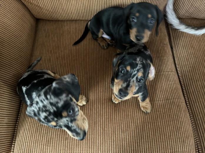 Miniature Dachshund puppies...whatsapp me at: +44 7453 907158