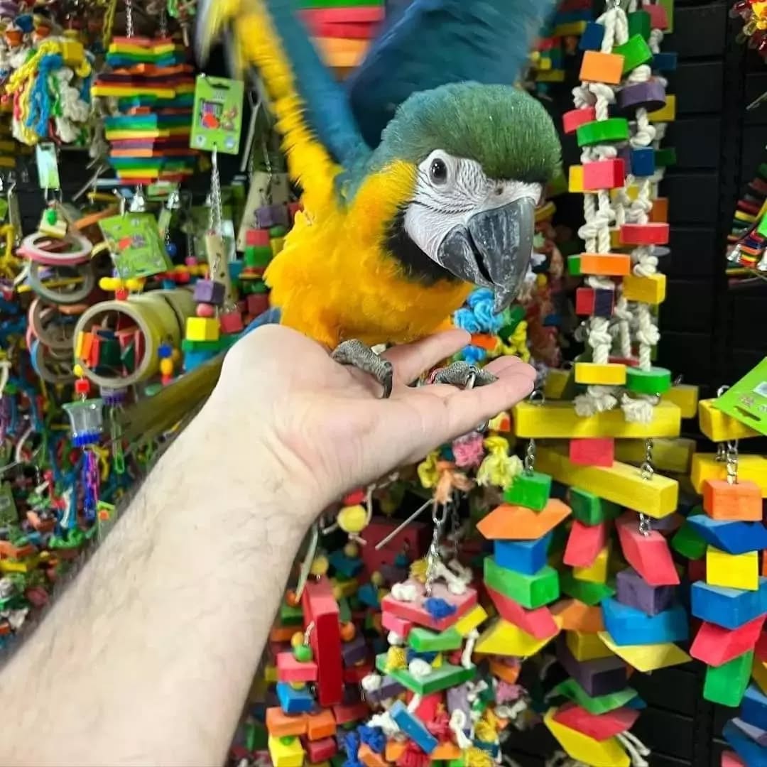 Macaw Parrot For Sale