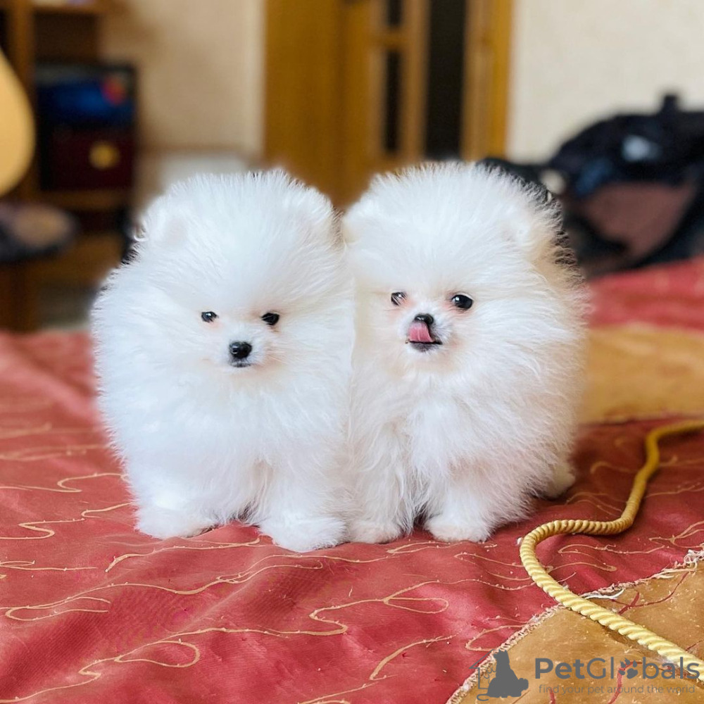 we have Healthy Teacup Pomeranian puppies ready for new homes