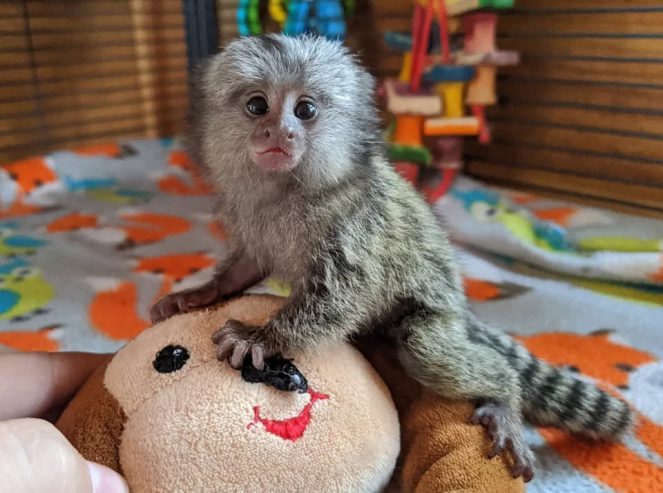 playful  pygmy marmoset and Capuchin monkeys,.whatsapp me at: +44 7453 907158