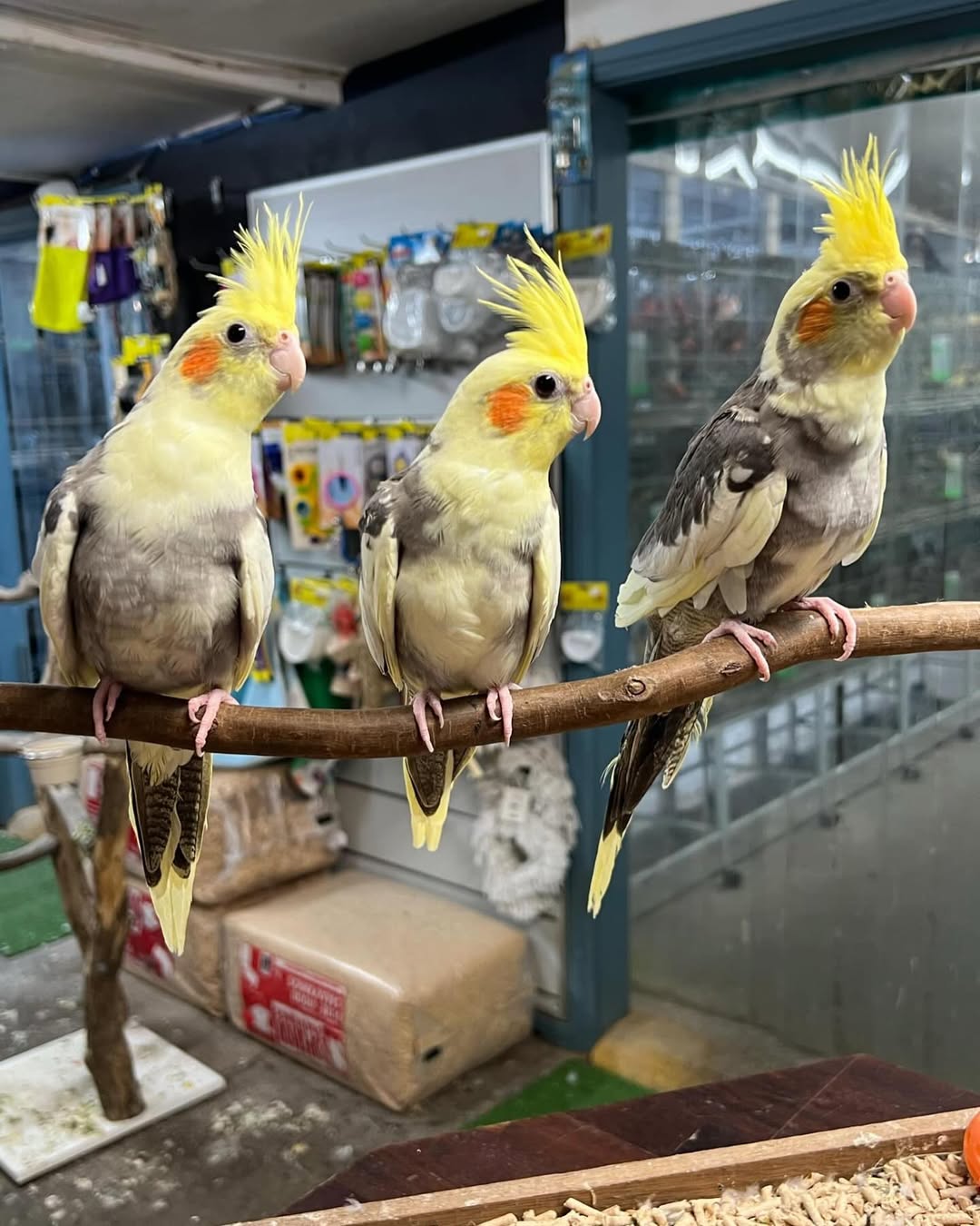 Cockatiel Parrots for Sale