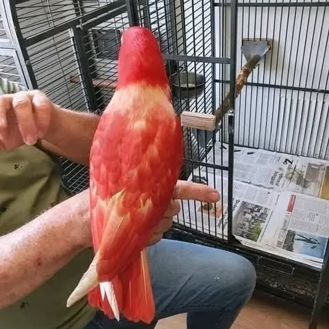 Solomon Island Eclectus parrots available