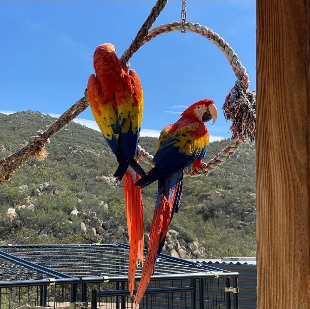 Parrots for sale