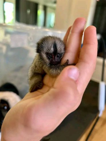 playful  pygmy marmoset and Capuchin monkeys,.whatsapp me at: +44 7453 907158