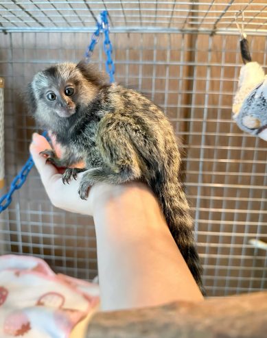 Paired Marmoset Monkeys With Walk-In Cage...whatsapp me at: +44 7453 907158
