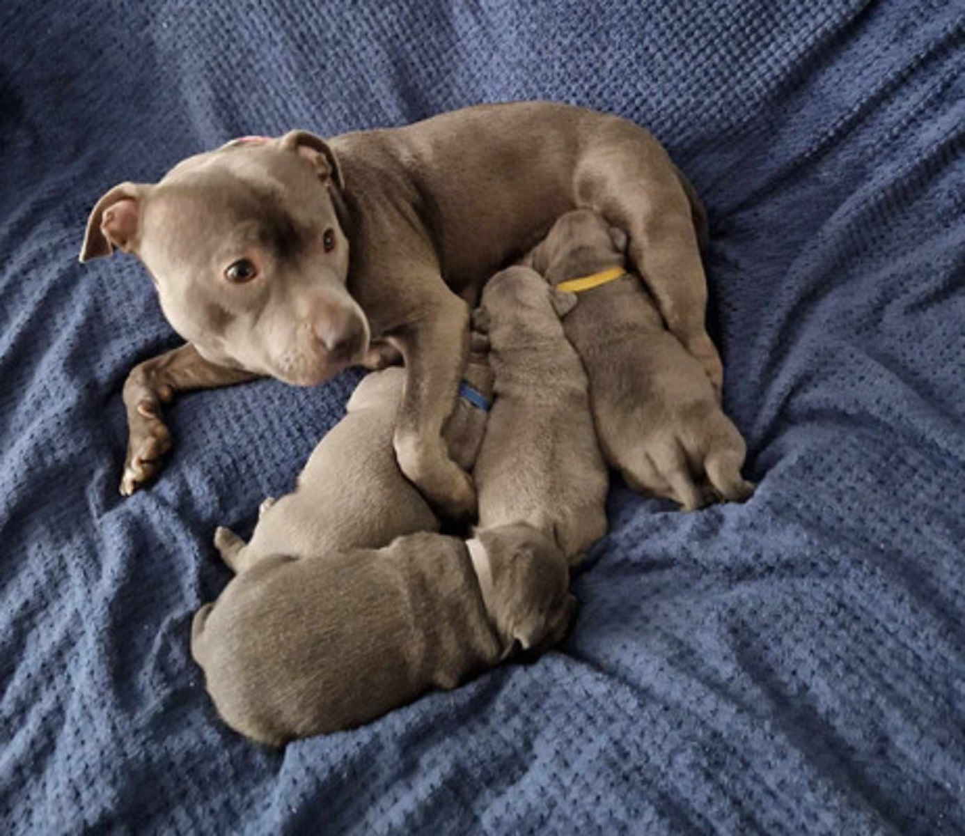 BlueStaffordshire Bull Terrier Puppies.