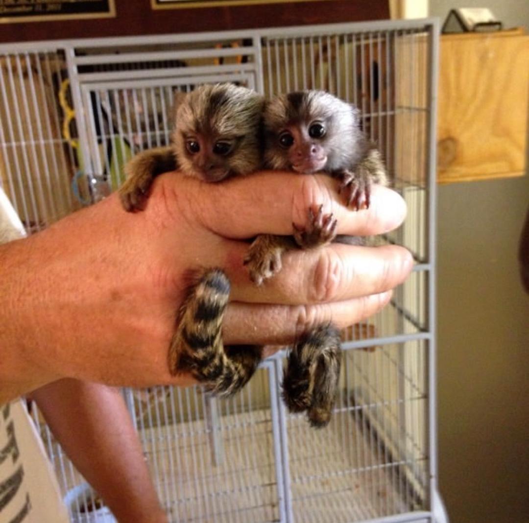 Finger Marmoset Monkey’s...whatsapp me at: +44 7453 907158
