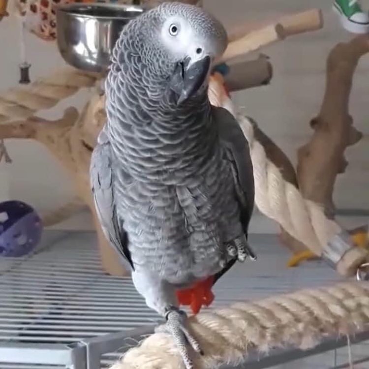 African grey parrots for sale