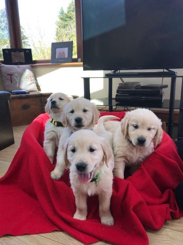 Golden Retriever Puppies fr sale