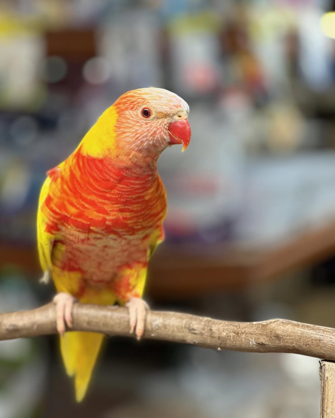 Beautiful Lorikeet Parrots Available