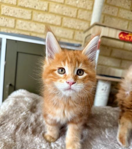 Maine coon kittens for sale adoption