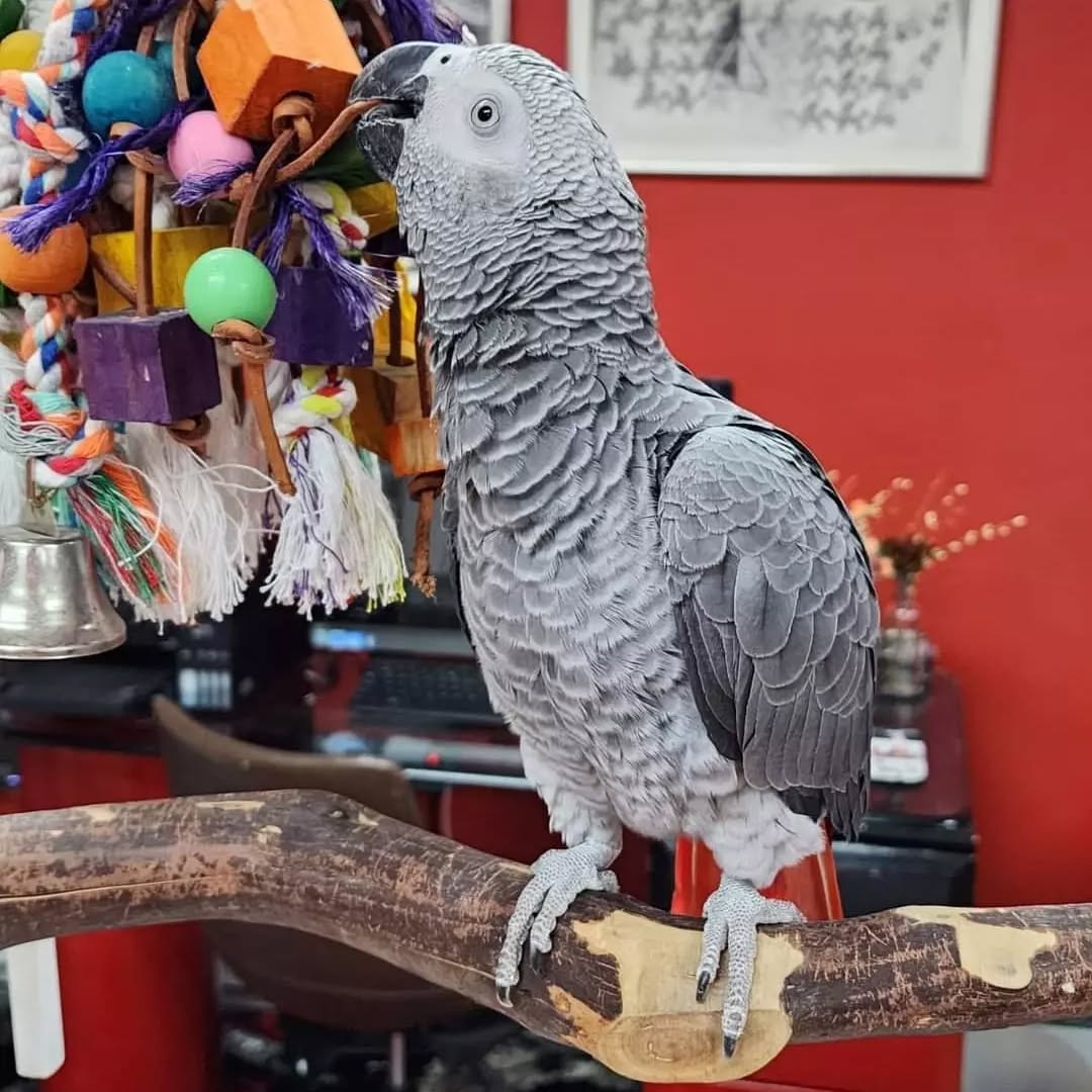 African grey parrots for sale