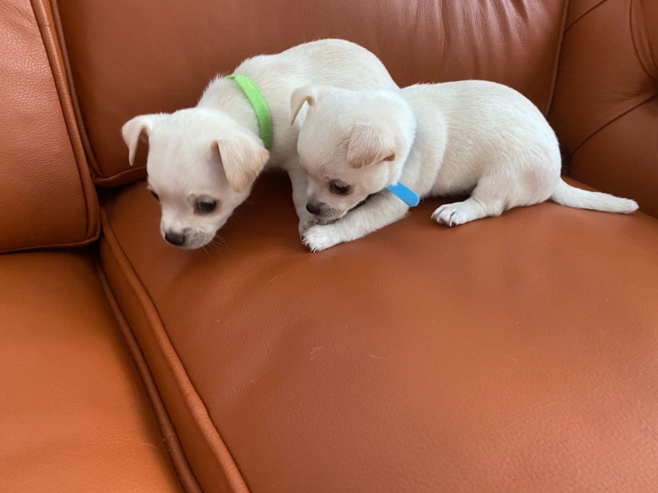 Cute Teacup Chihuahua Puppies For Sale
