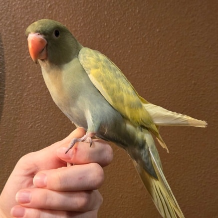 Stunning Harlequin Pied Indian Ringneck Parrot Available