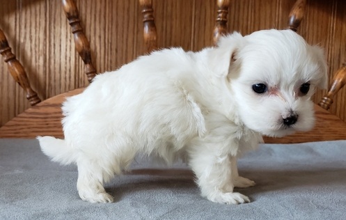 Maltese puppies for sale