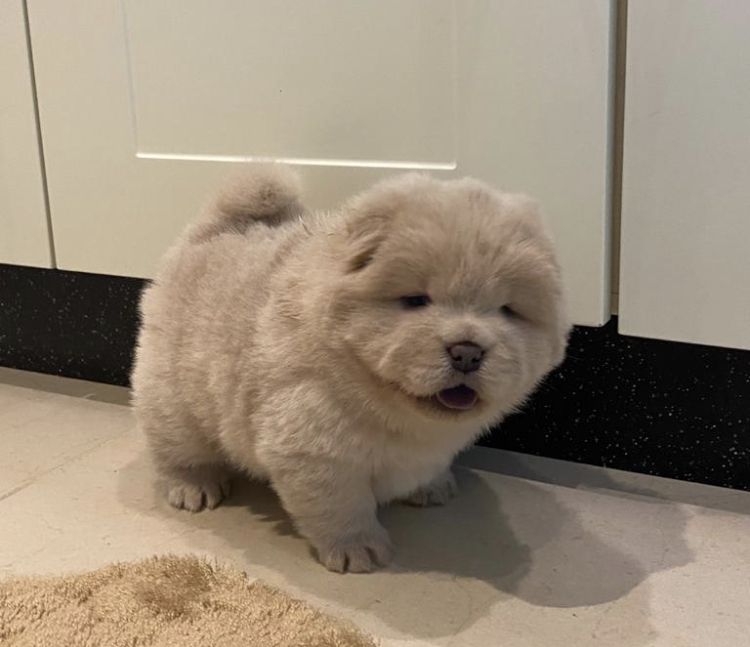 chow chow puppies for Sale