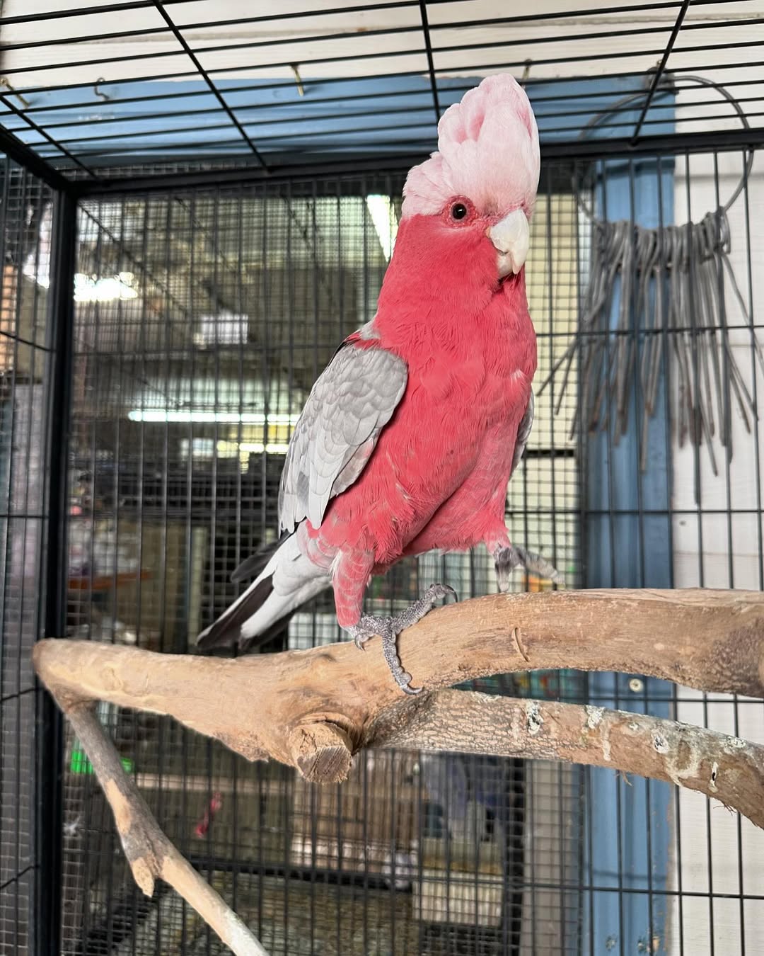 Beautiful Galah Cockatoo Available