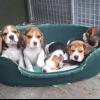 Gorgeous Jack russell puppies for sale