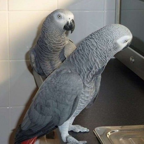 African grey parrots near me