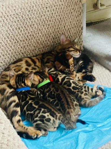 Bengal Cats for sale...whatsapp me at: +44 7453 907158