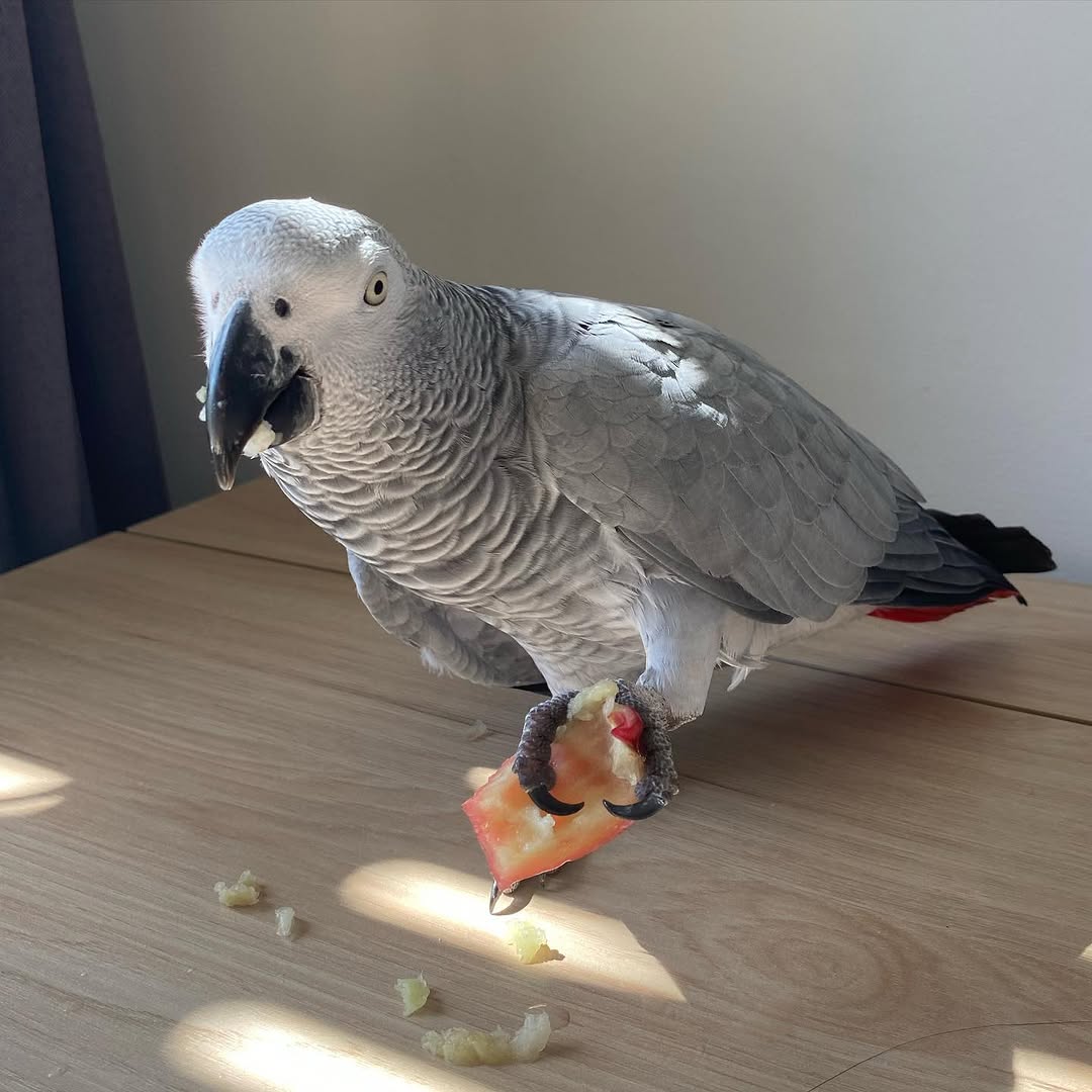 Well trained African Grey Parrots .