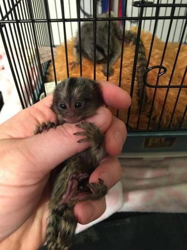 Lovely Finger Marmoset Monkeys for sale