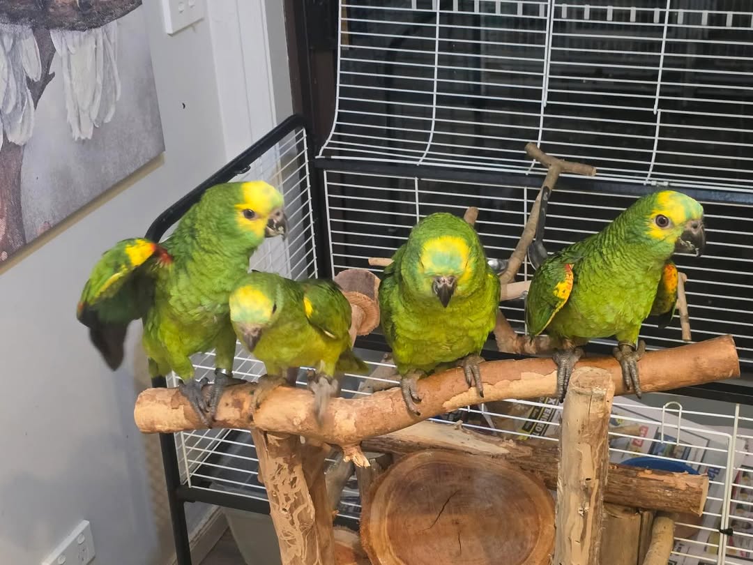 4-Month-Old Amazon Parrots Available WhatsApp: +44 7418 605085
