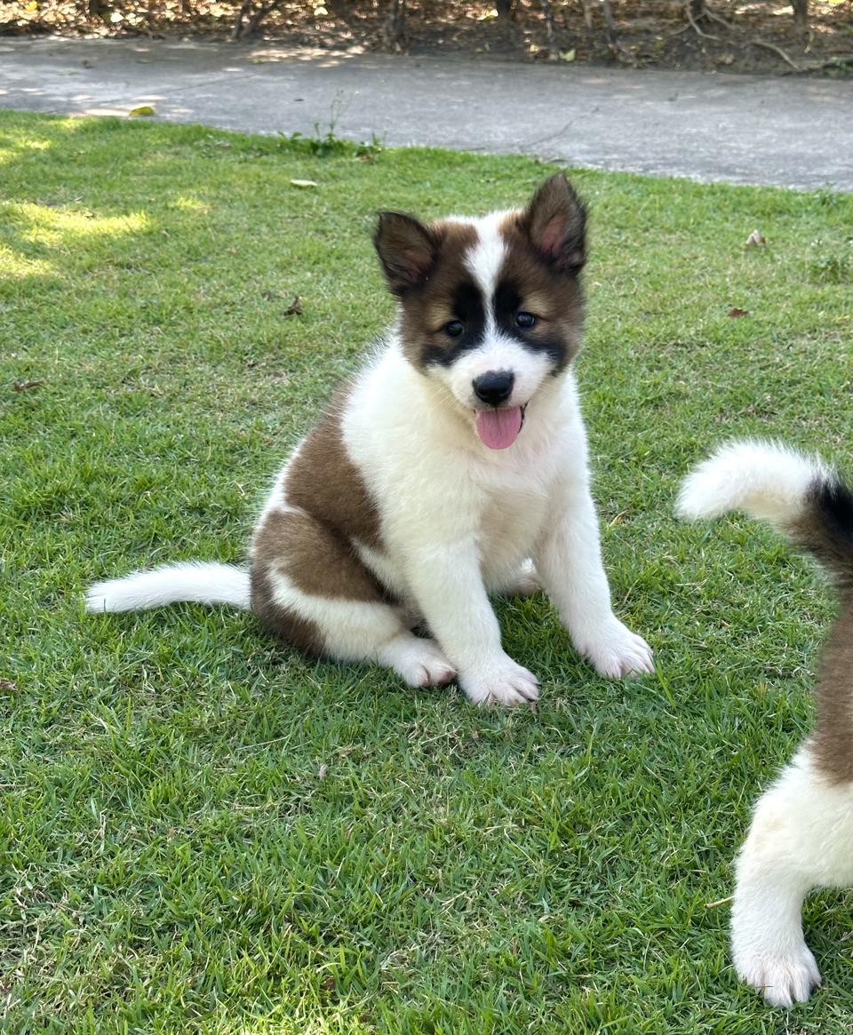 Thai Bangkaew Puppies For Sale