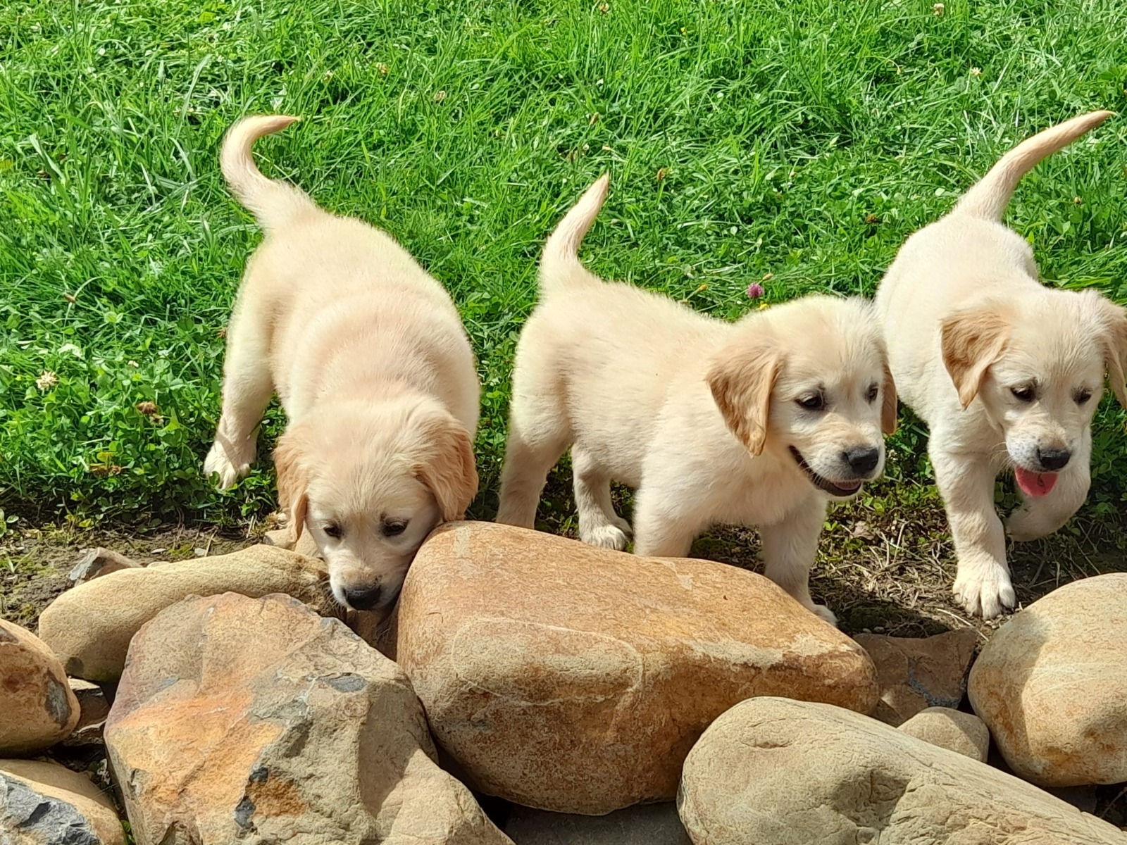 Golden retriever Puppies for sale.