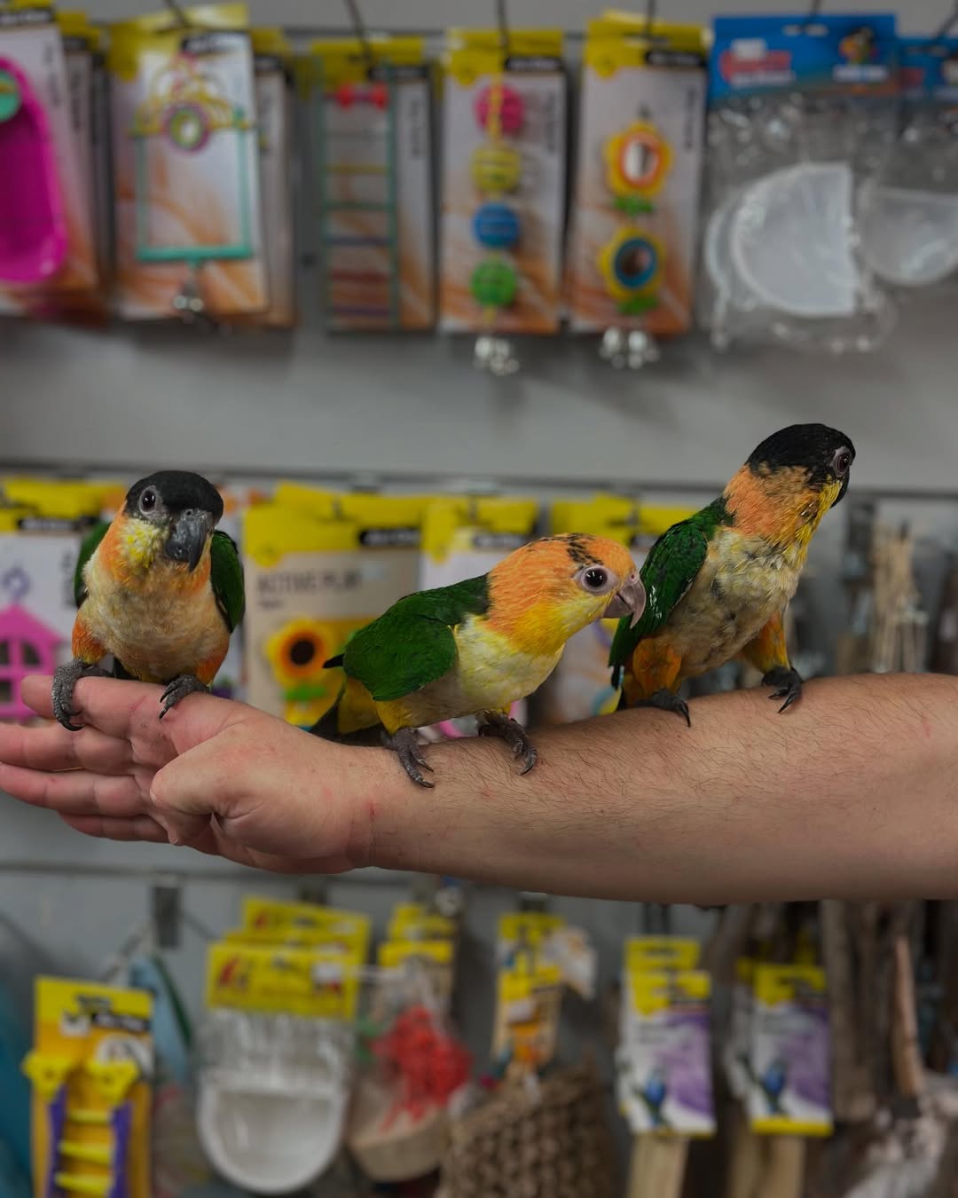 Beautiful Black-Headed Caique Parrots Available