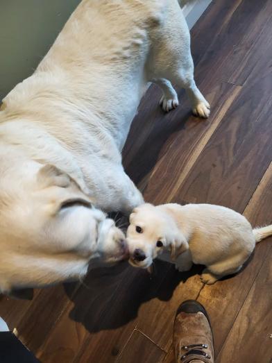 Labrador pups...whatsapp me at: +44 7453 907158