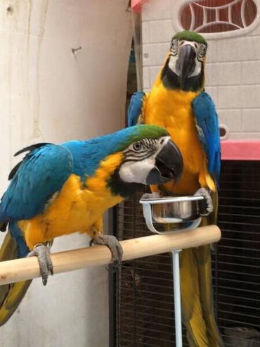 African Grey and macaw parrots for sale
