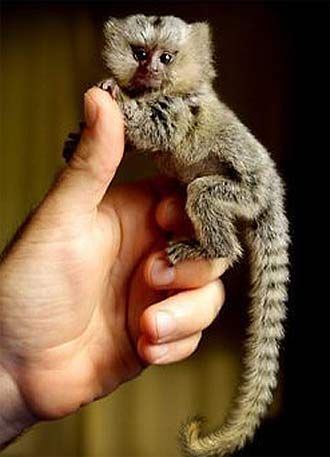 Marmosets Monkeys Available Now to any family