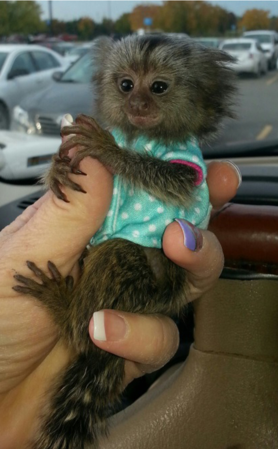 Monkeys, one male one female for sale