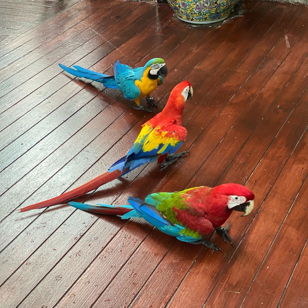 Greenwing Macaws WhatsApp: +44 7418 605085