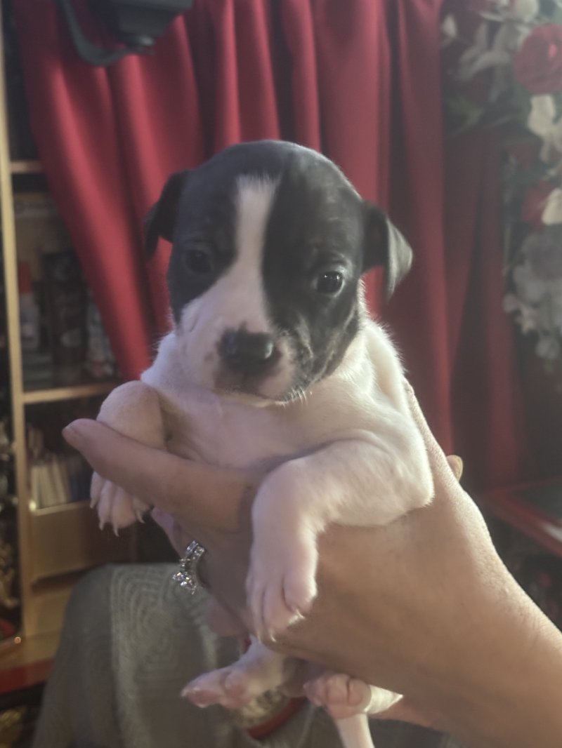 3 Female / 5 Male Staffordshire Bull Terrier puppies for sale..whatsapp me at: +44 7453 907158