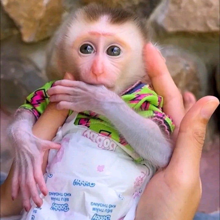 Cute Little Female Capuchin