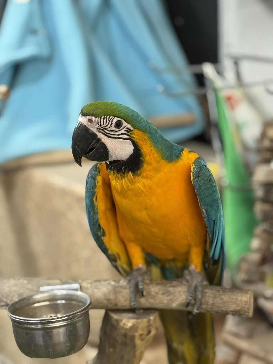 Blue and Gold Macaw parrots available WhatsApp: +44 7418 605085
