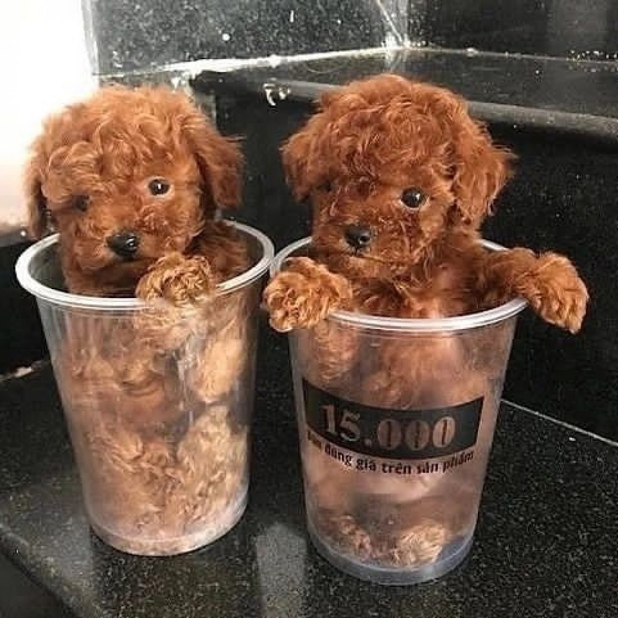 Mini poodle, male puppies
