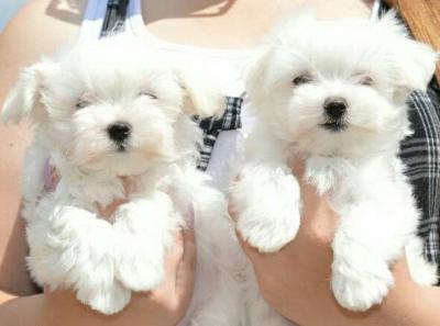 Stunning TeaCup Maltese puppies Available for sale