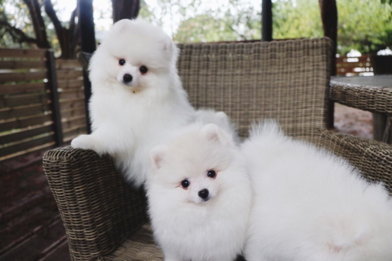 Registered Cute White Male & Female Pomeranian Puppies