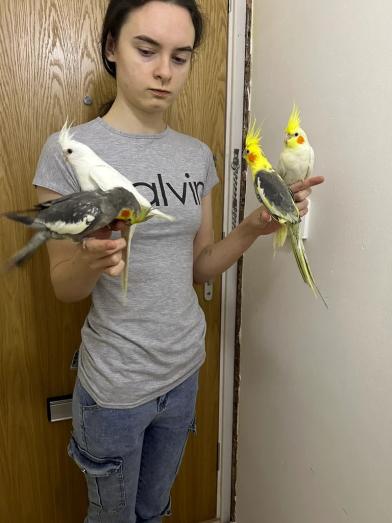 Cockatiels for sale...whatsapp me at: +44 7453 907158