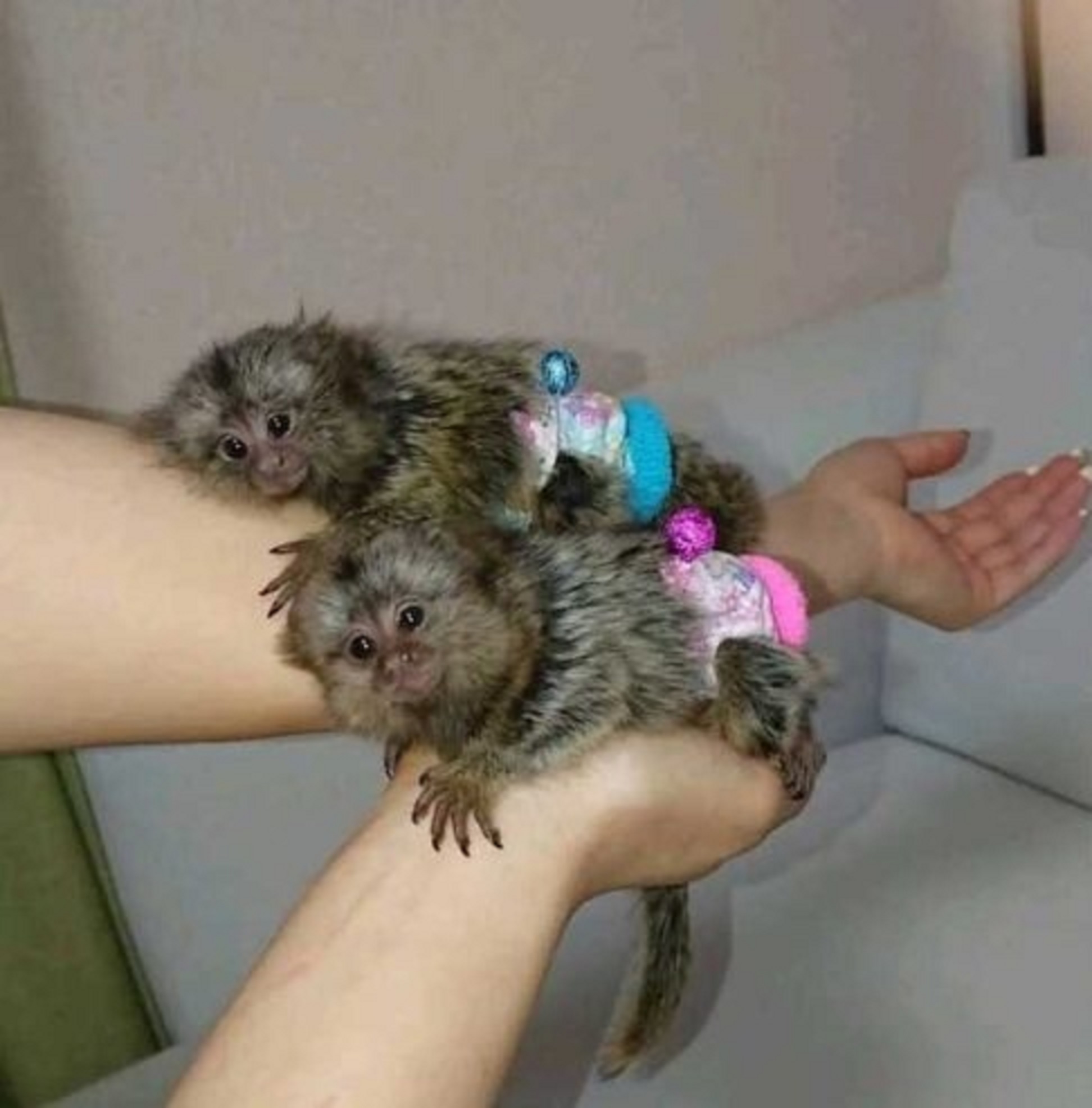 Marmoset Monkeys Ready Now