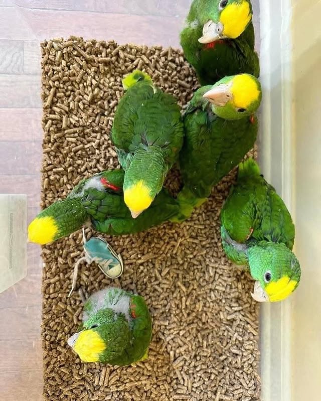 Amazon parrots  WhatsApp: +44 7418 605085