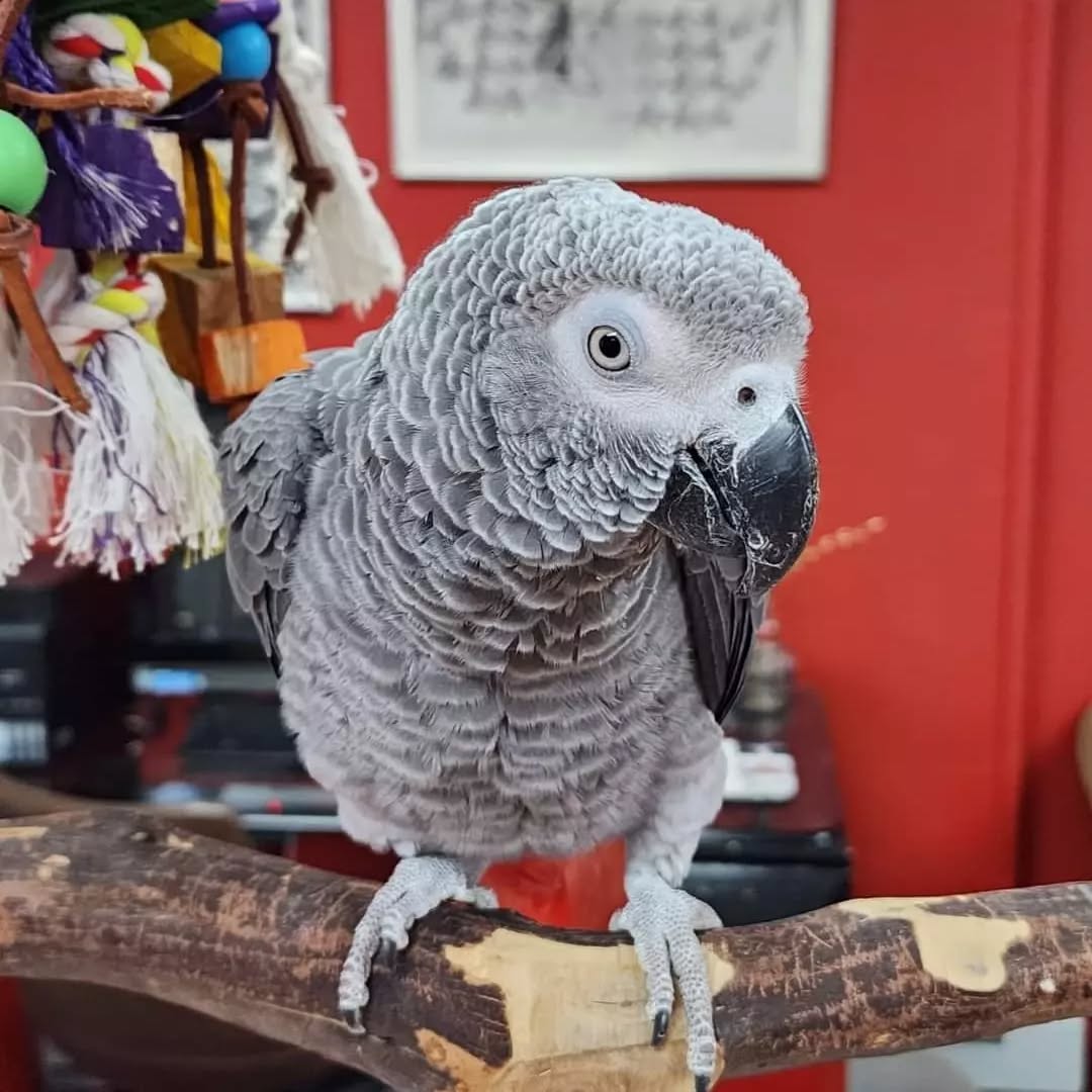 African grey parrots for sale