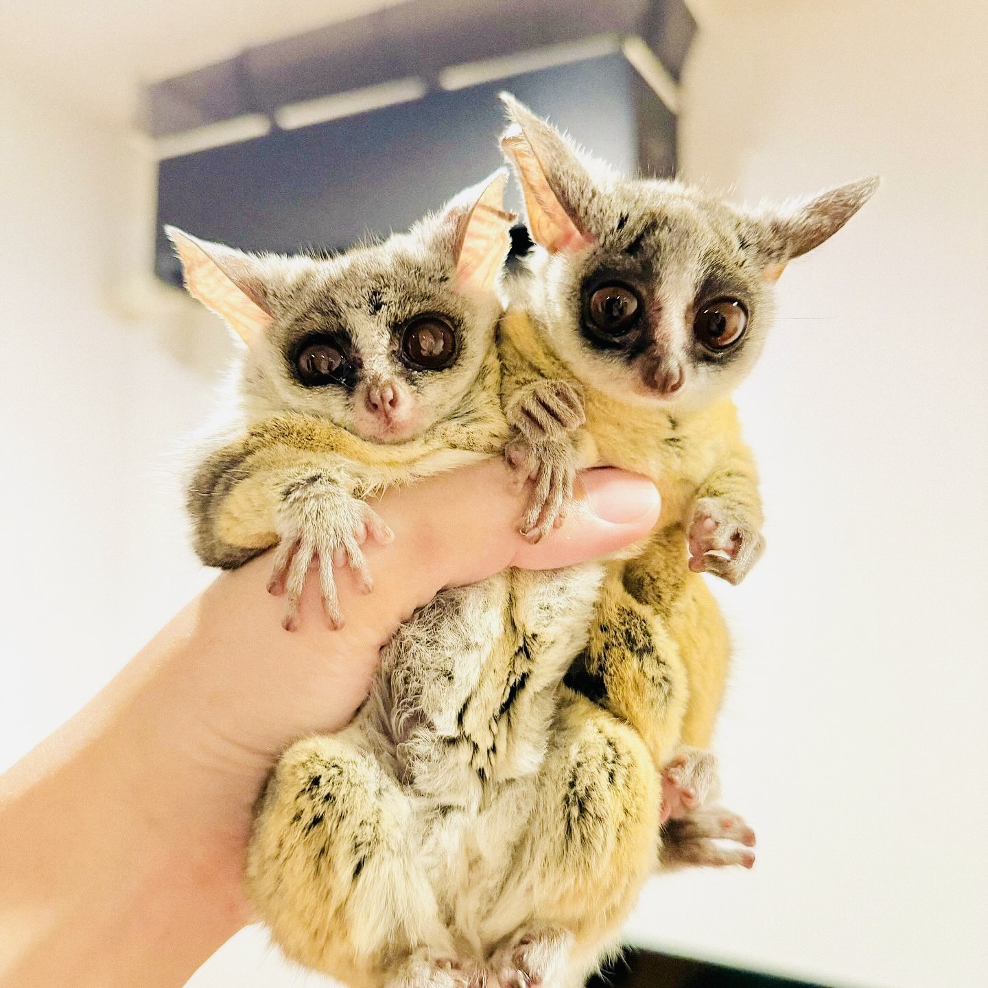 Galago monkeys available...whatsapp me at: +44 7453 907158