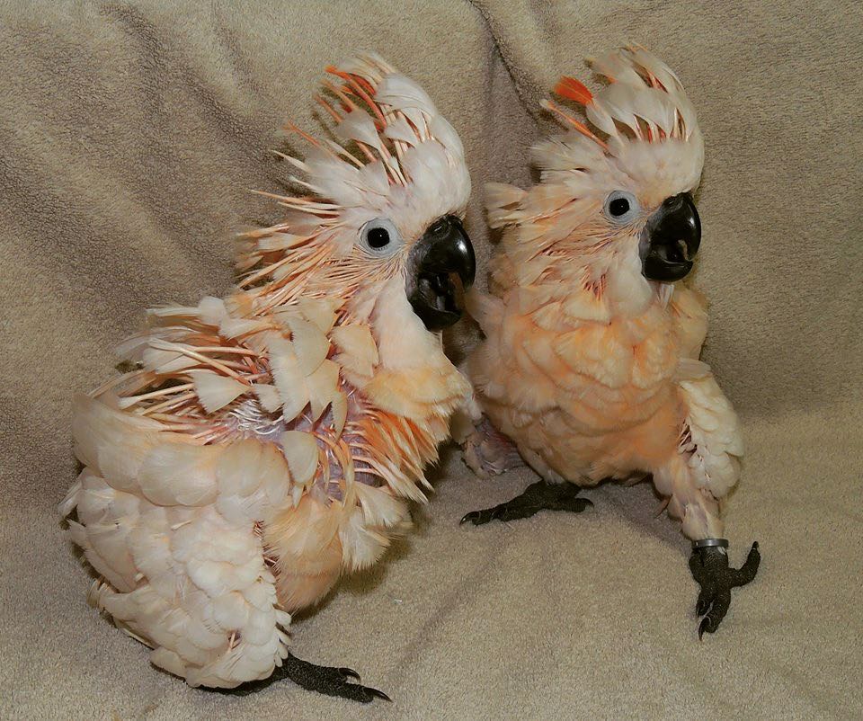 Beautiful Umbrella Cockatoo Parrot Available