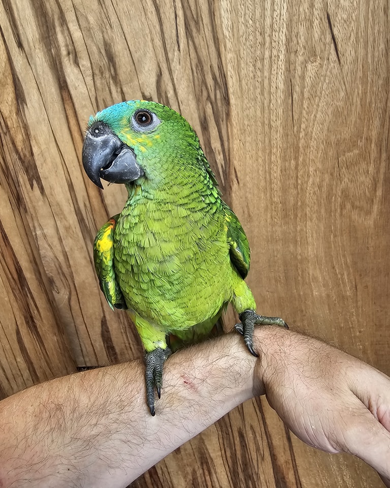 Buy Amazon Parrots Online