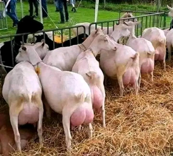 Premium Goats, Sheep & Cattle for Sale – Healthy Meat & Dairy Livestock